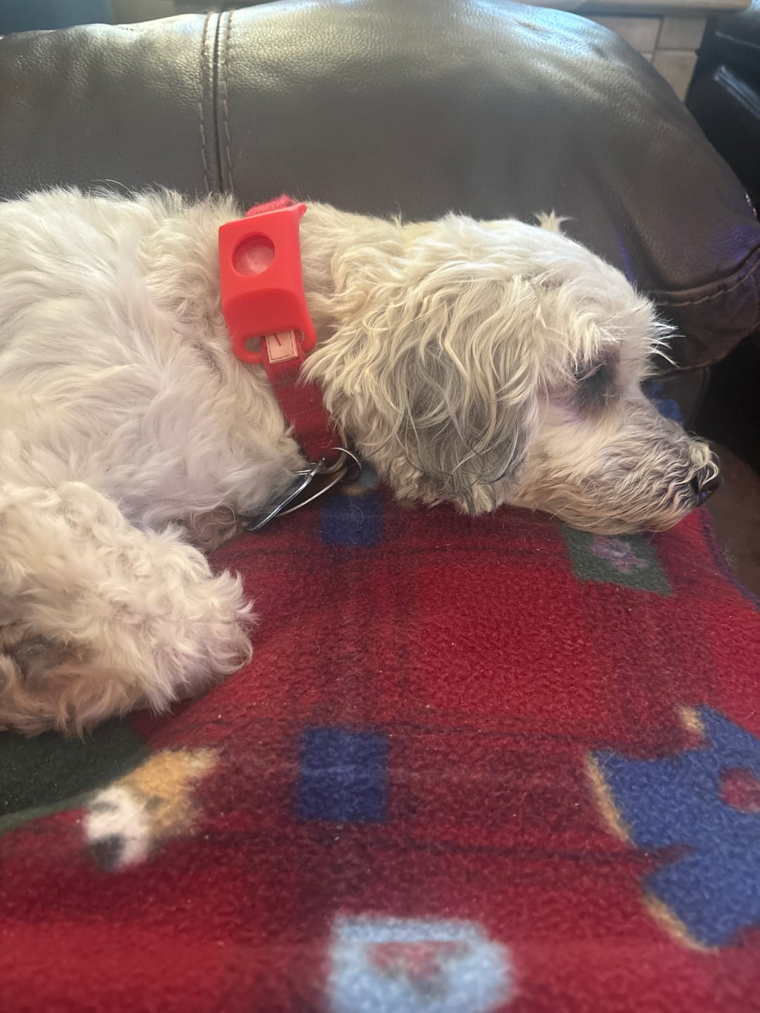 Customer photo review of FurLife™ 12 Months Flea and Tick Free