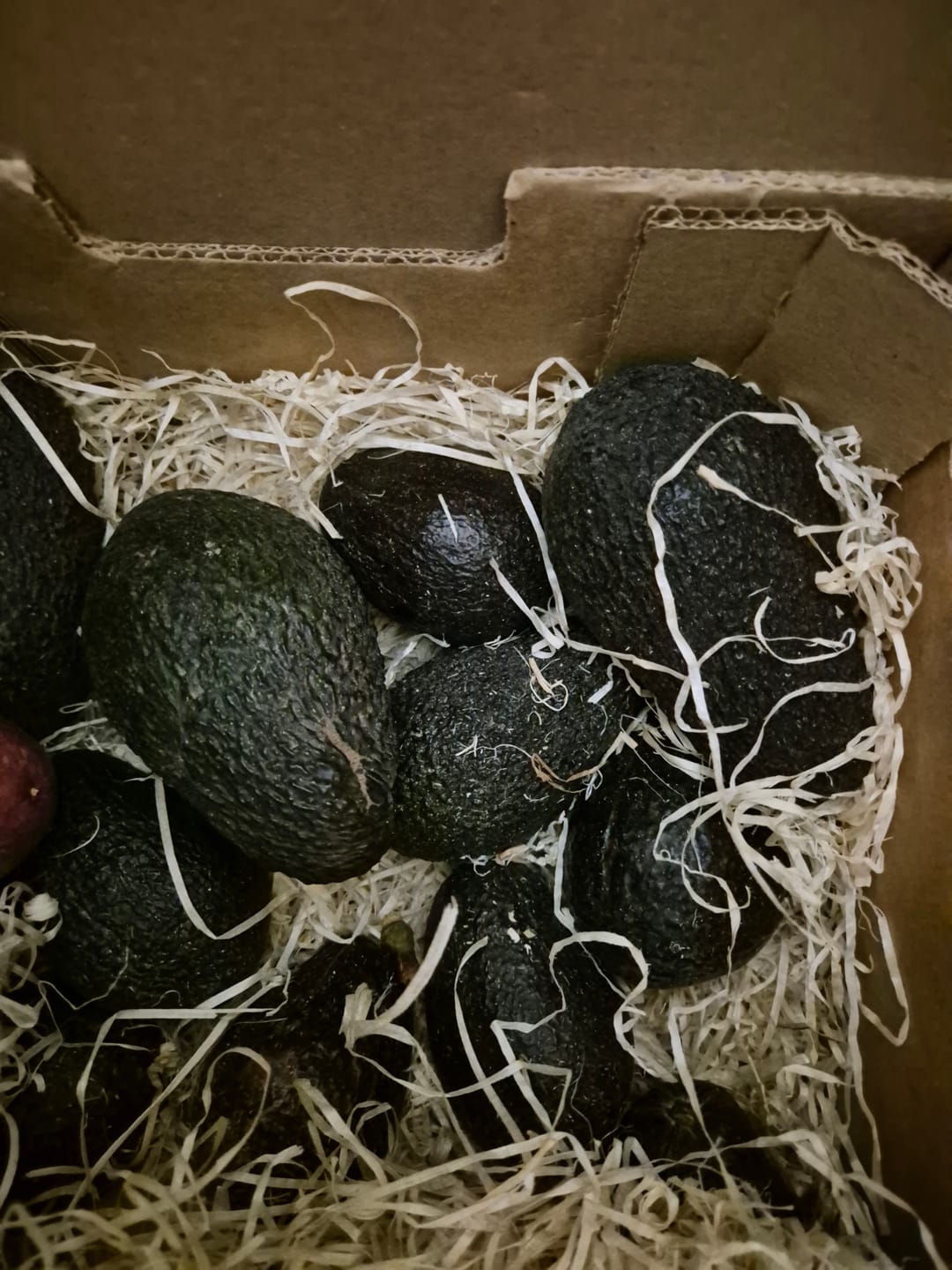 Customer photo review of Avocado Hass & Lamb Hass 15 Monate baumgereift von Julian