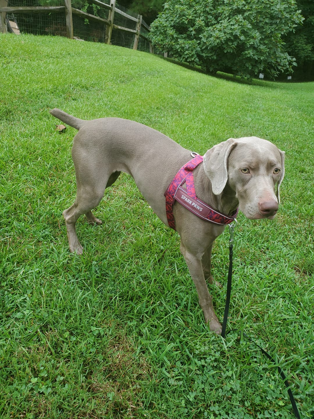 Customer photo review of Grab & Go Harness - Fuchsia Camo