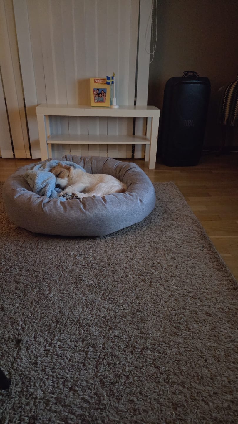 Customer photo review of CalmBed - Pälsfritt Överdrag
