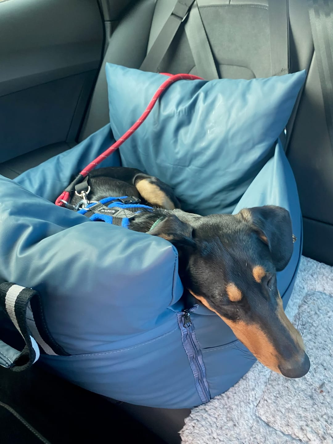 Customer photo review of Dog Dock V2 New & Improved ISO Fix