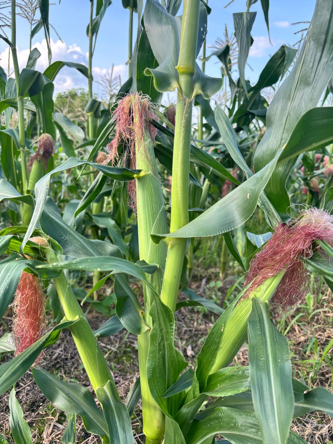 Customer photo review of Revision Attribute II Sweet Corn (Roundup Ready)