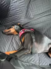 Customer photo review of Happy Hound - Back Seat Dog Cover 50% OFF NOW 🔥