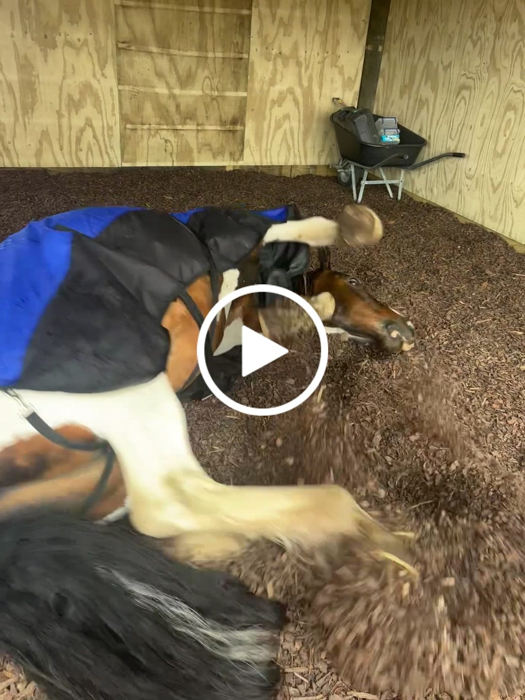 Customer video review of NZ Tack Duke 1200D Standard Neck