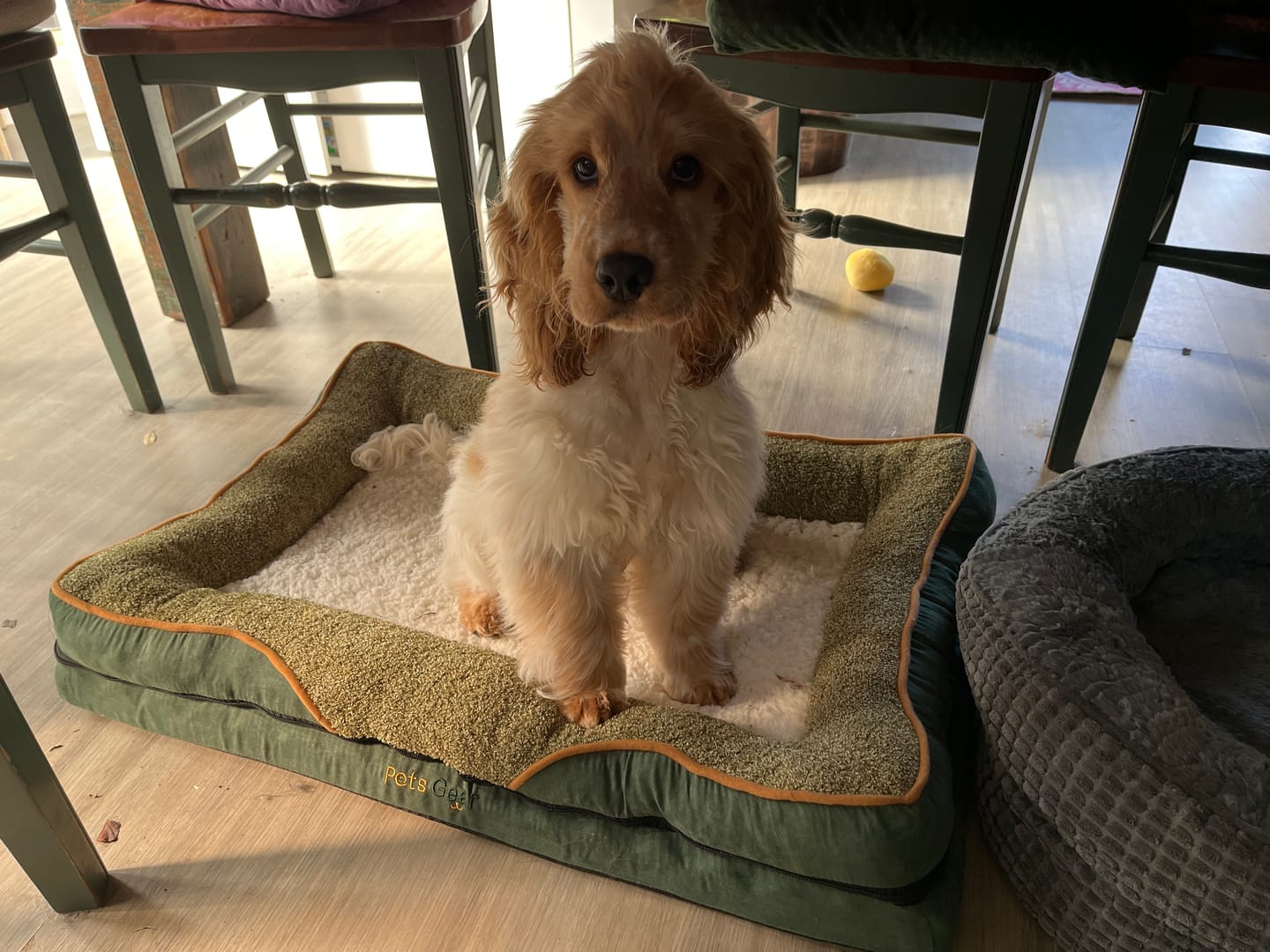 Customer photo review of Pets Gear Orthopedic Dog Bed