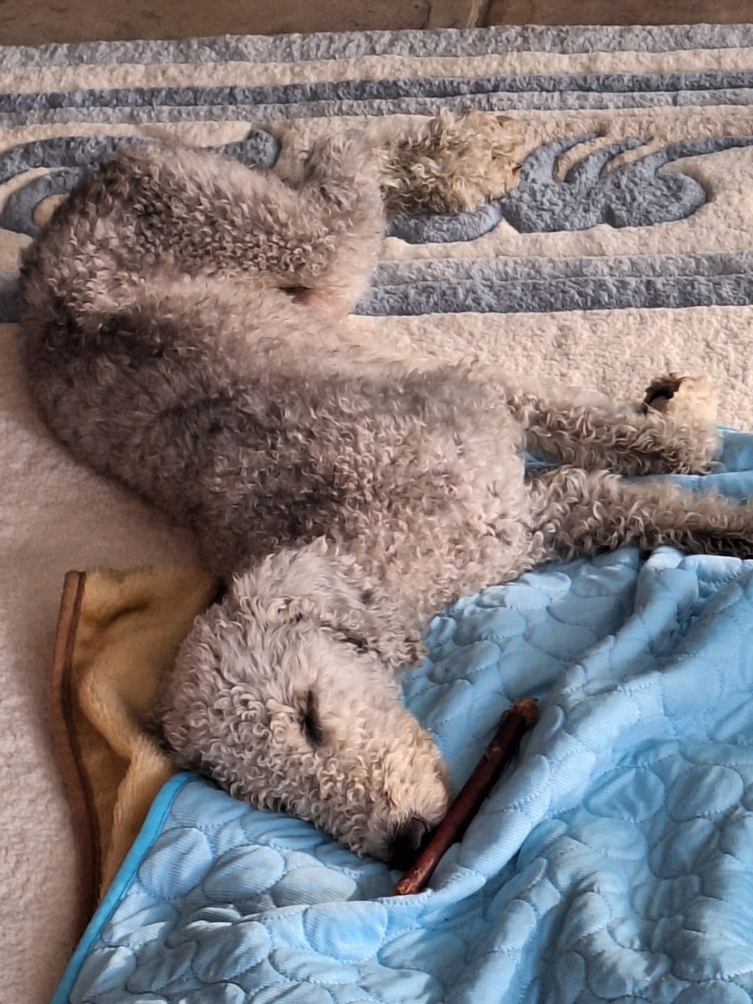 Customer photo review of 12 Inch Standard Bully Stick