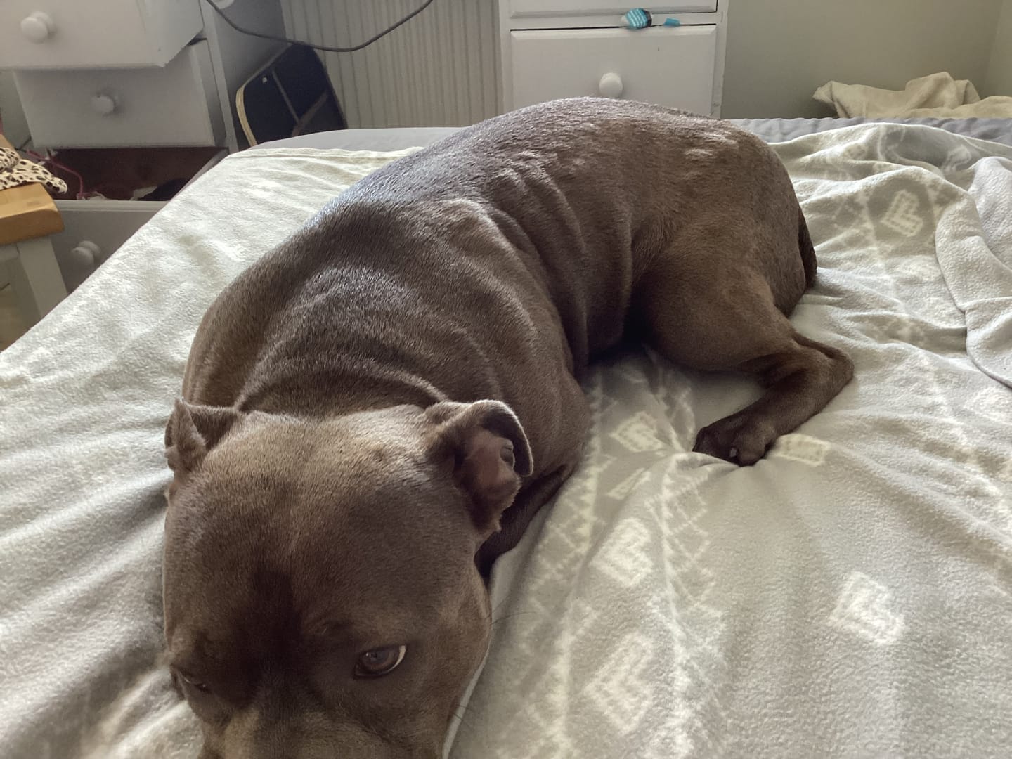Customer photo review of Natural Flea, Lice & Tick Spray for Dogs | 500ml