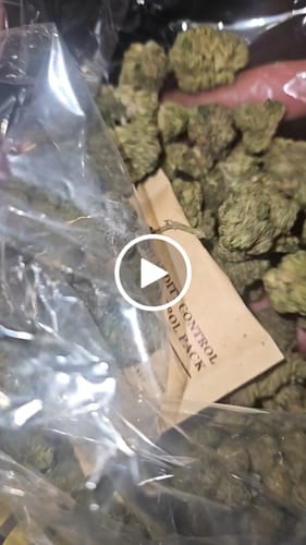 Nuclear Zkittlez Indoor - Bulk - Hybrid photo review