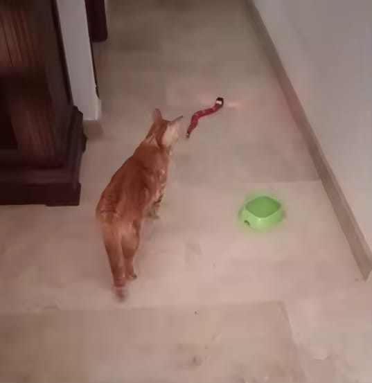 Customer photo review of The Slither — Auto Sensing Cat Snake Toy