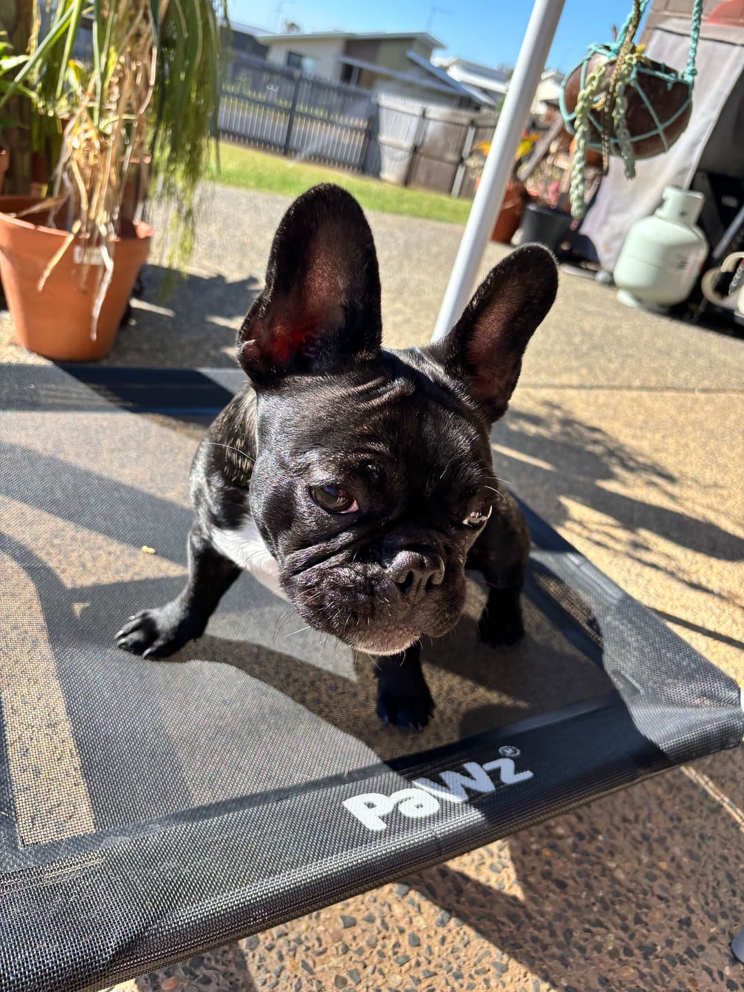 Customer photo review of Outdoor Dog Bed - Pet Trampoline