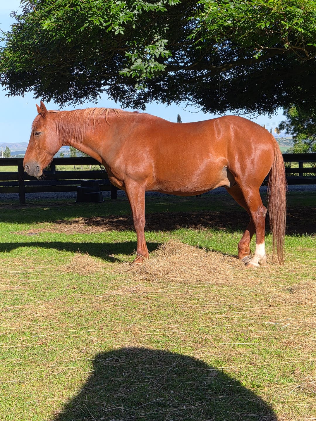 Customer photo review of Digestive EQ