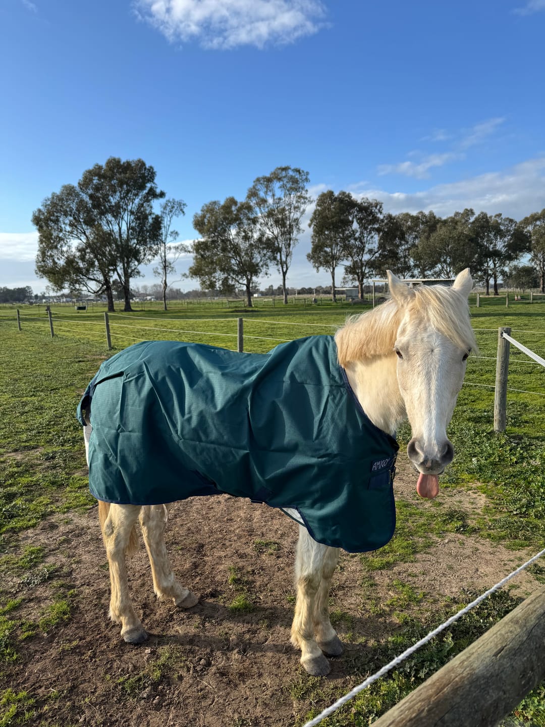Customer photo review of Amigo Ripstop 900D Plus Turnout 0g