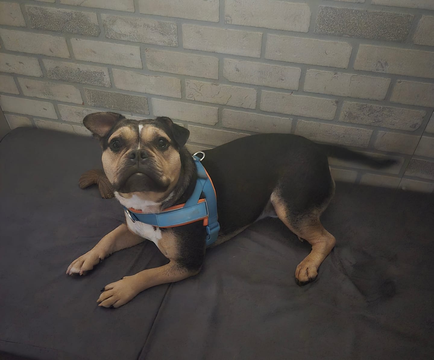 Customer photo review of Grab & Go Harness