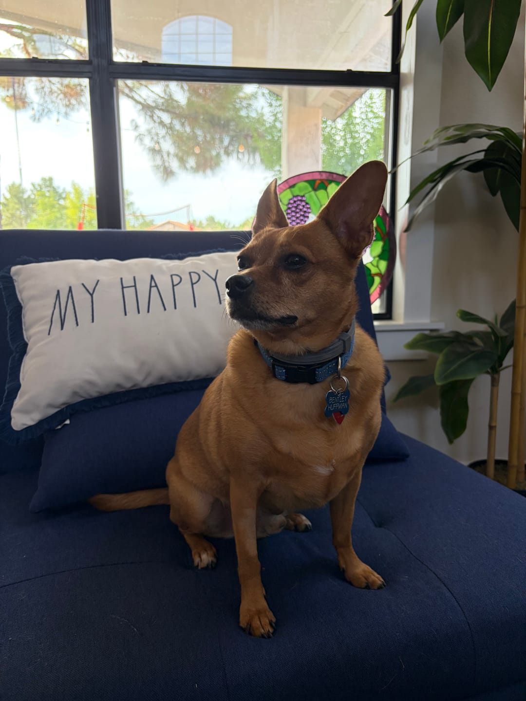 Customer photo review of Dental Pet Spray by Furaqua || Veterinarian Recommended 🏆