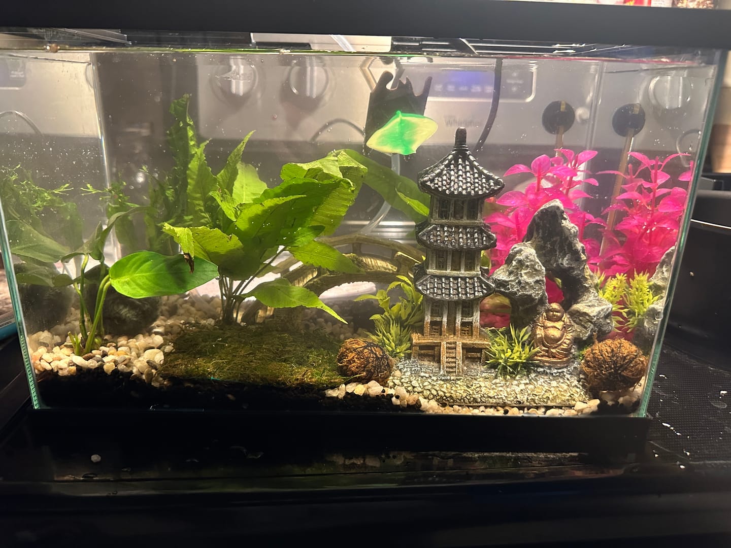 Customer photo review of Blue Dream Shrimp