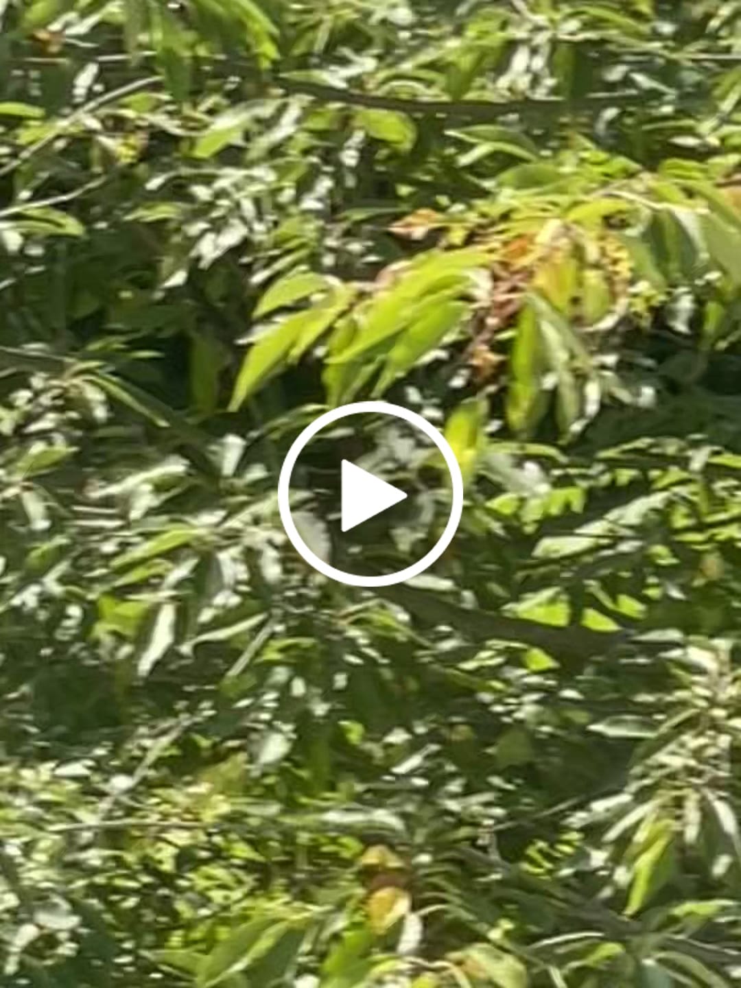 Customer video review of Tree Pro Grow Tubes