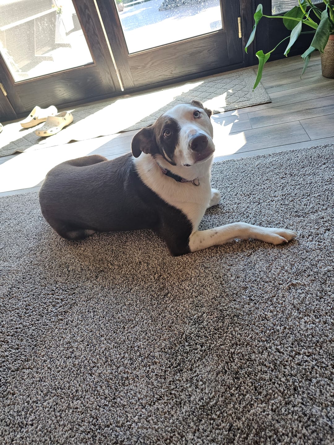Customer photo review of FurLife™ 12 Months Flea and Tick Free