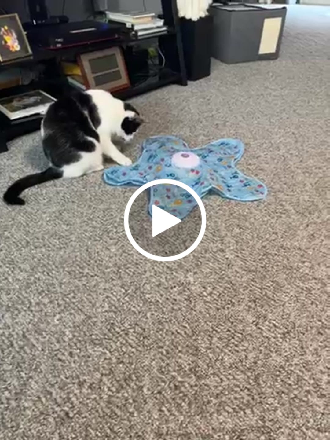Customer video review of PEEKY TAIL 2.0