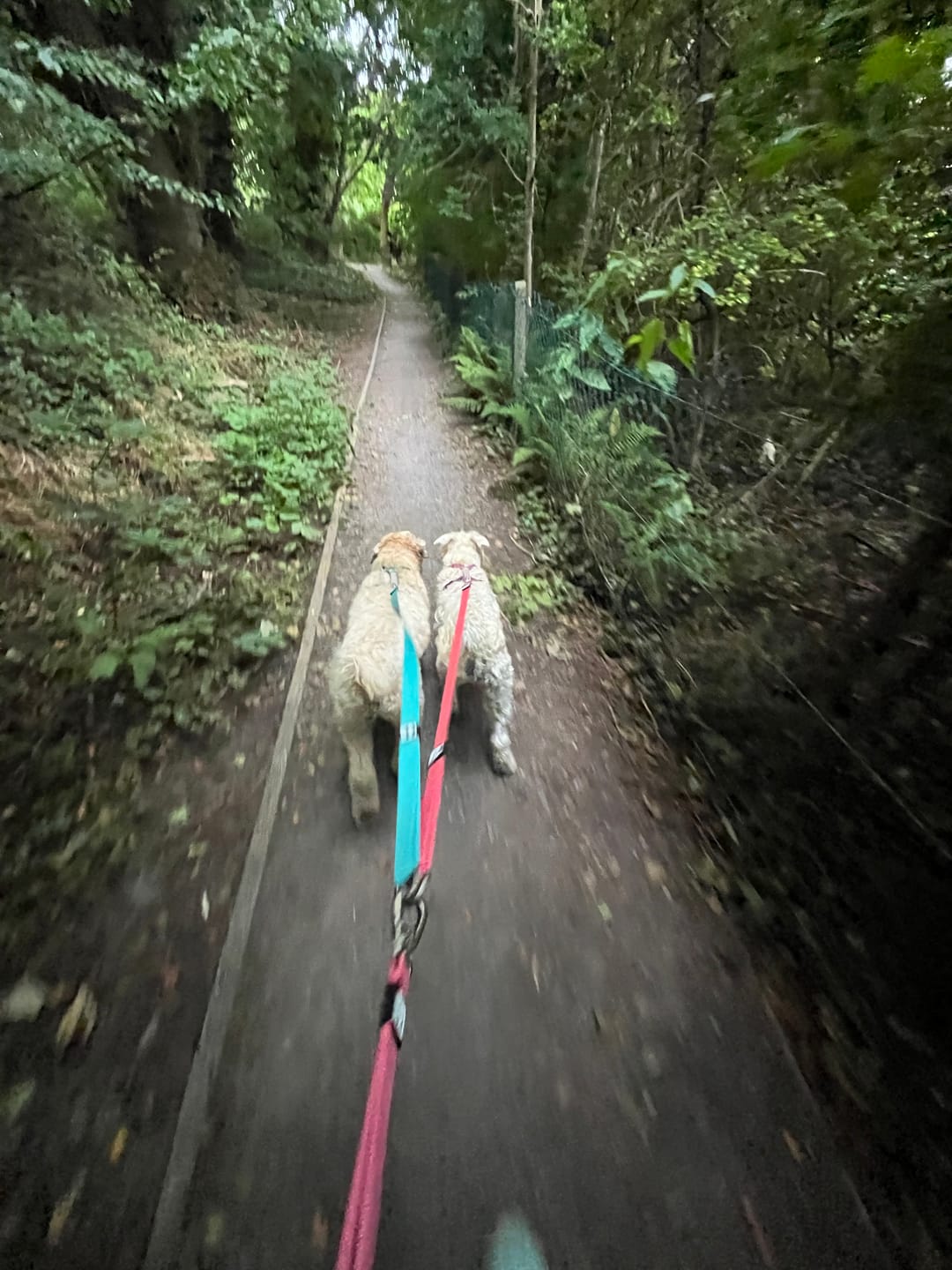 Customer photo review of City Leash Traffic Grip