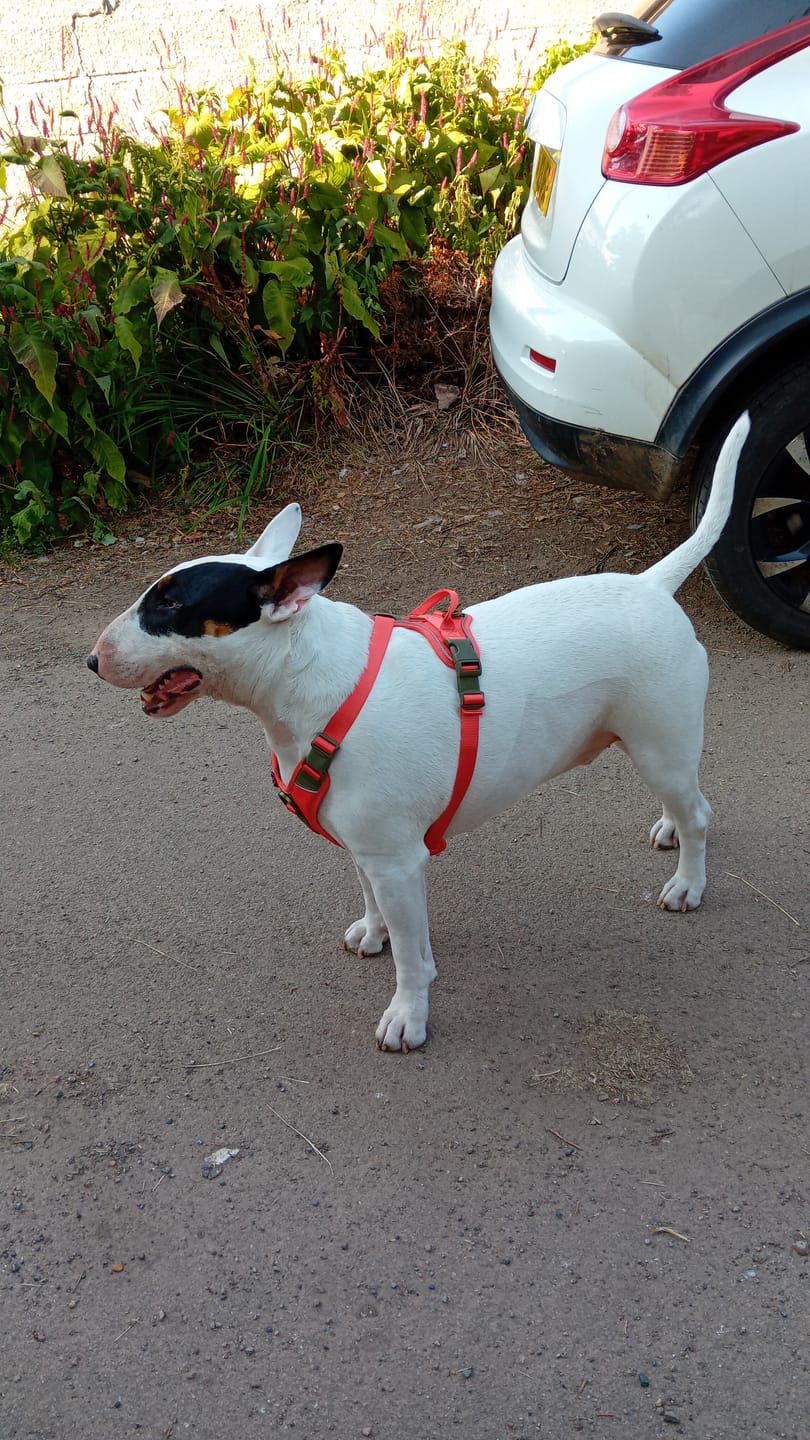 Customer photo review of Anti Pull Hurricane Harness Lighter | With Handle - Burnt Orange X Khaki
