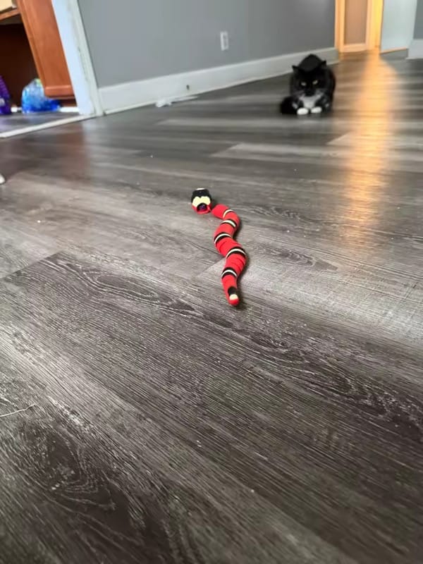 Customer photo review of The Slither — Auto Sensing Cat Snake Toy