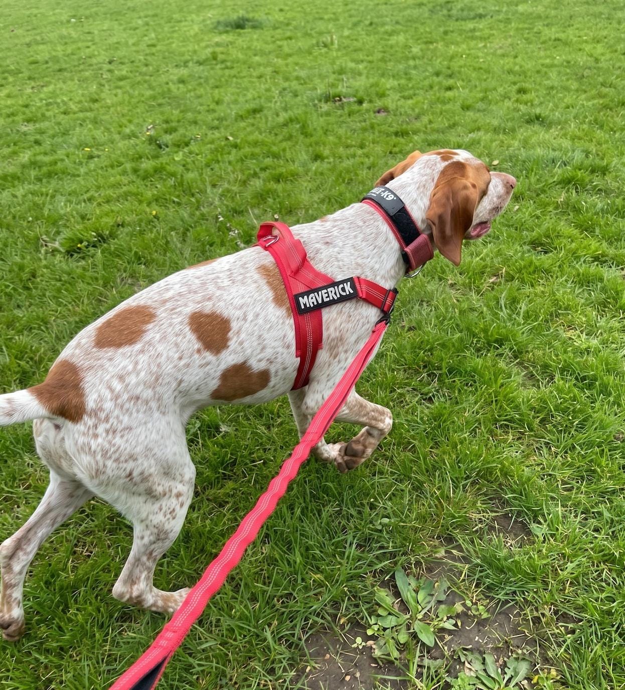 Customer photo review of Personalized No-Pull Dog Harness