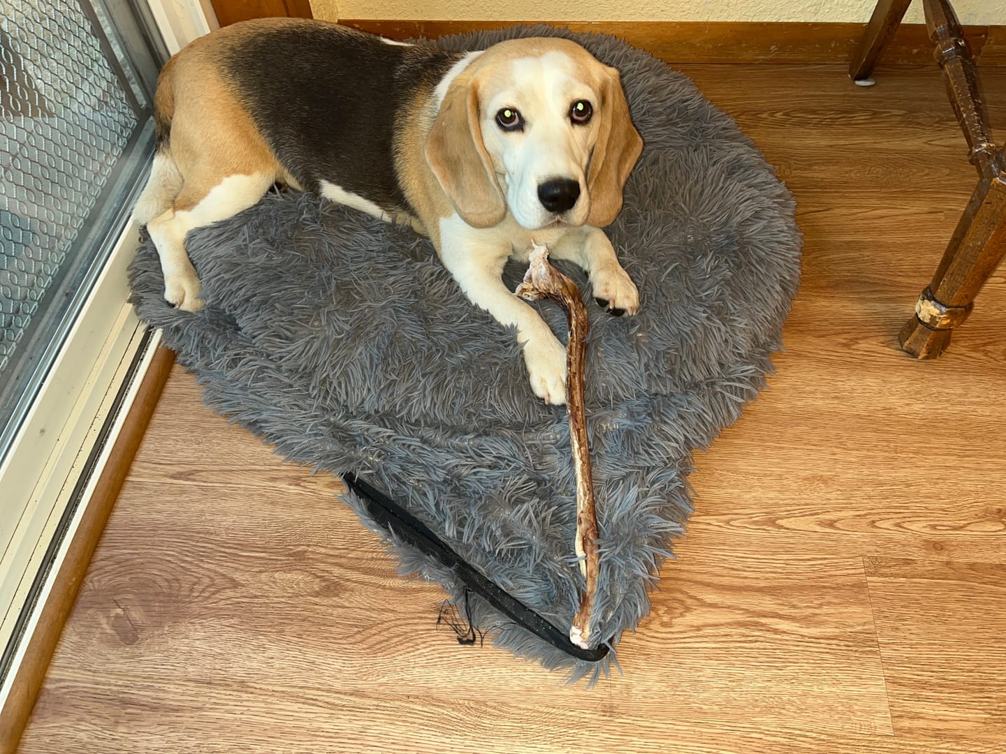 Customer photo review of Ostrich Long Tendon (16" x 2.5" x 1"): The Satisfying, All-Natural Chew for Dental Health & Joint Support