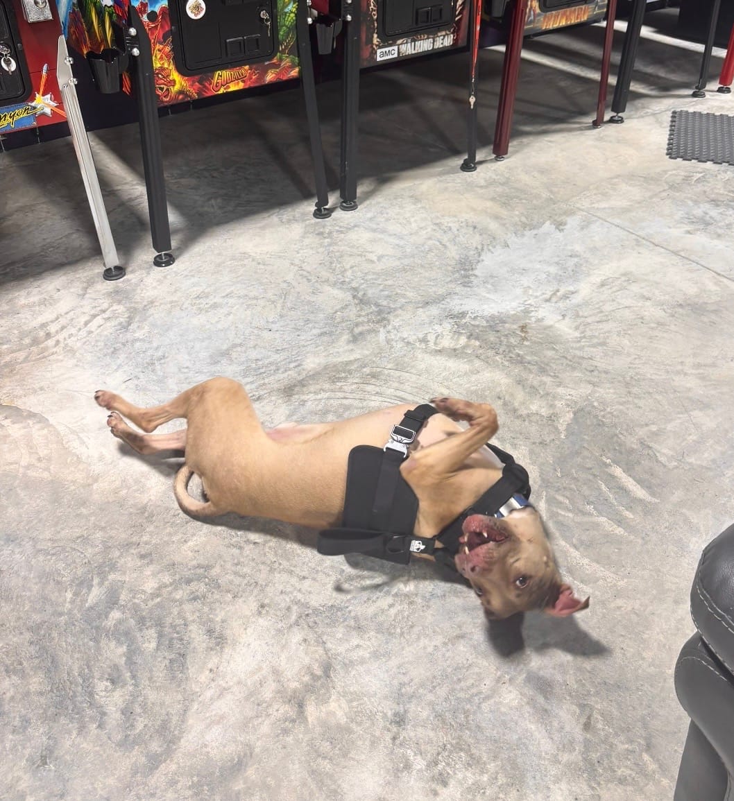 Customer photo review of No Pull Bully Proof Harness