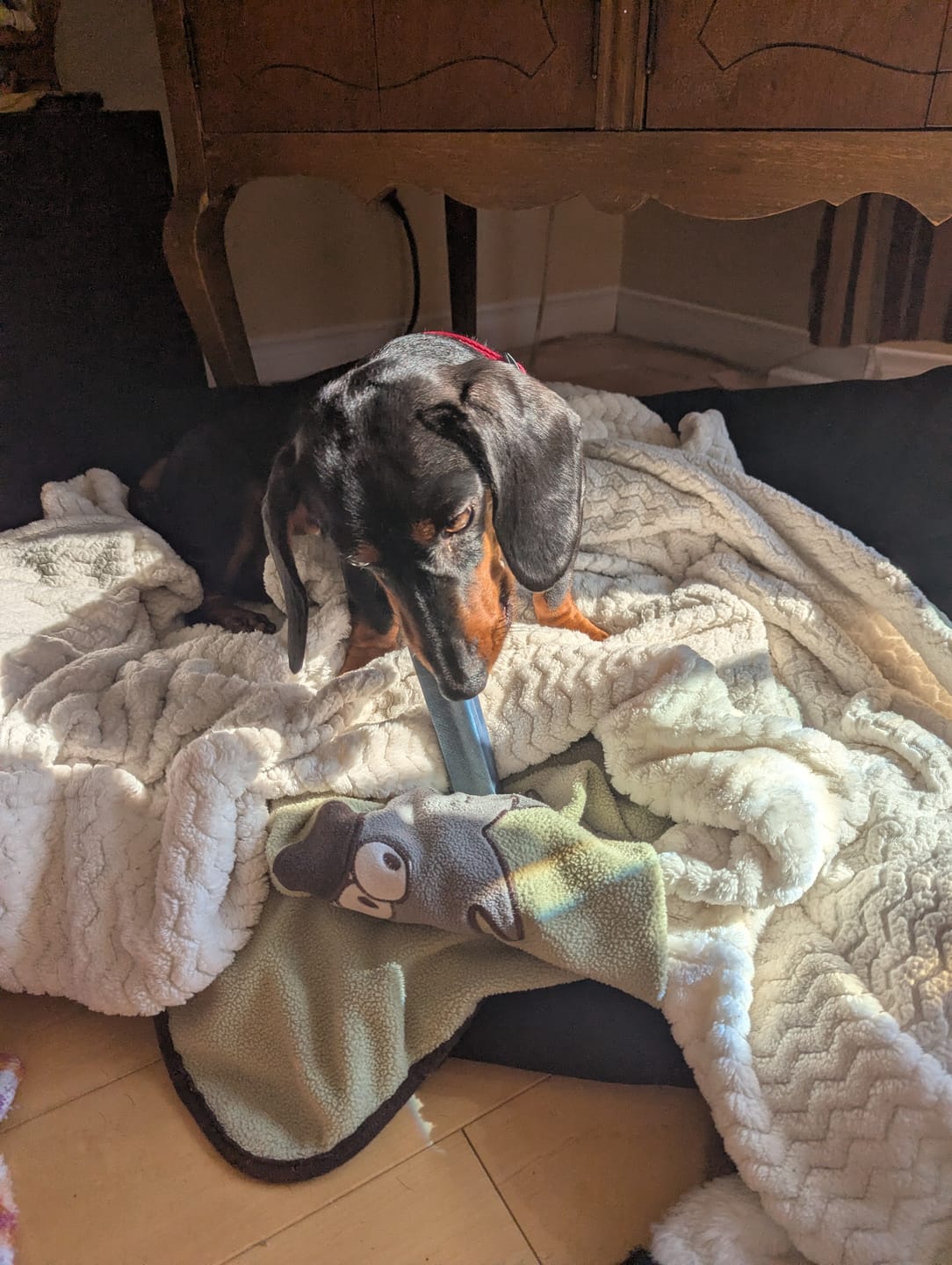 Customer photo review of Blueberry Himalayan Yak Chew (MEDIUM)
