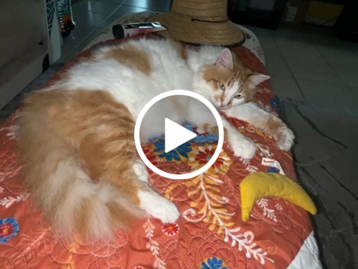 Customer video review of Breathe Easy Cat Cold, Sneezing & Respiratory Support
