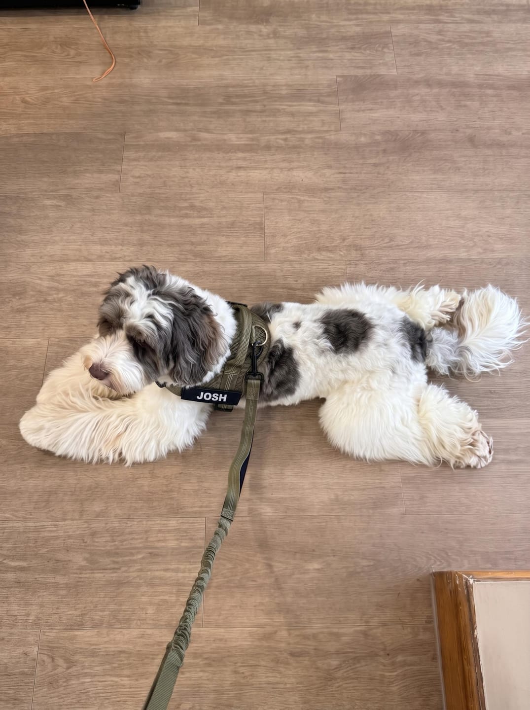Customer photo review of Personalized No-Pull Dog Harness