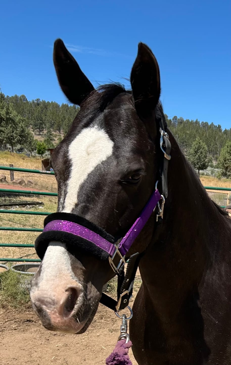 Customer photo review of NEW Spring Colors! Fantasia's Sparkle Halter