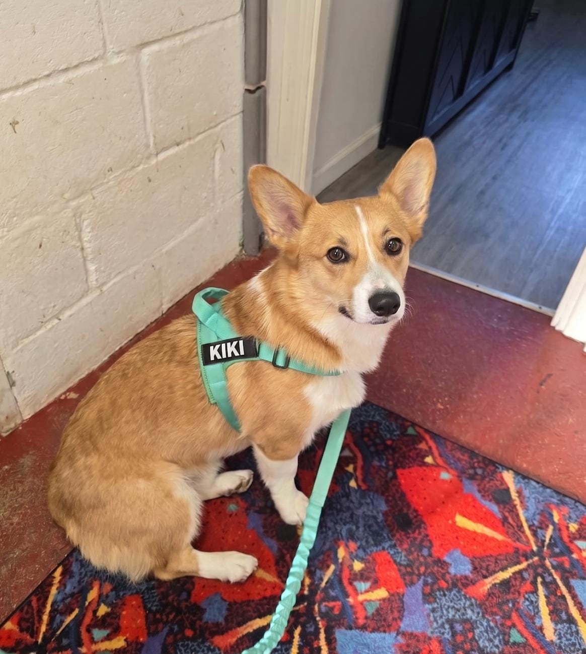 Customer photo review of Personalized No-Pull Dog Harness
