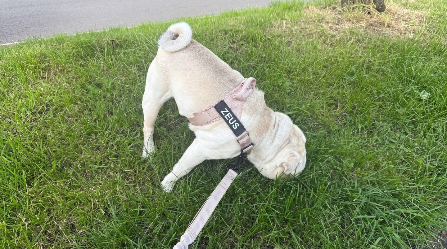 Customer photo review of Personalized No-Pull Dog Harness