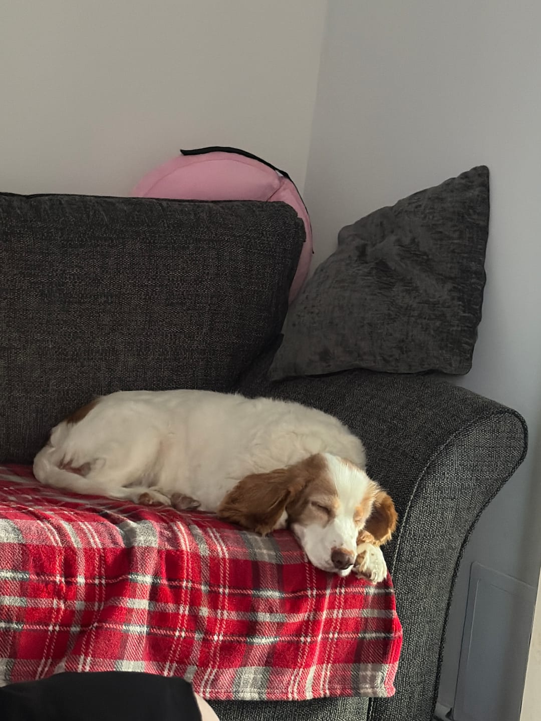 Customer photo review of Antiseptic Hot Spot Spray for Dogs, Cats & Pets