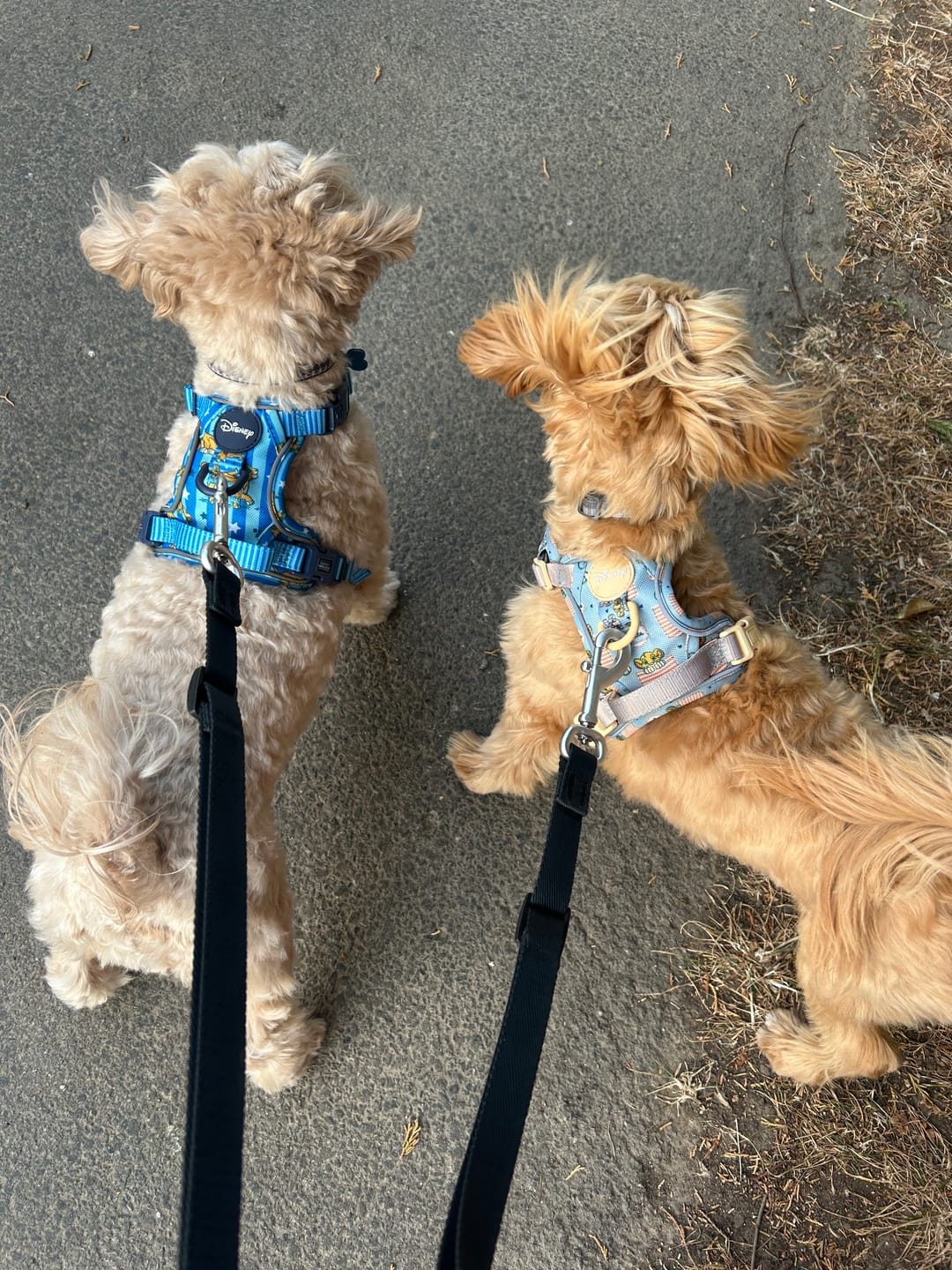 Customer photo review of Disney© Tough Trails™ Harness - Simba