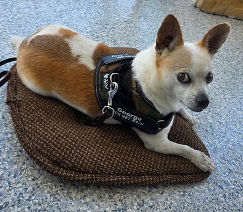 Customer's Personalized Dog Harness on a small, tan and white chihuahua resting on a brown cushion.