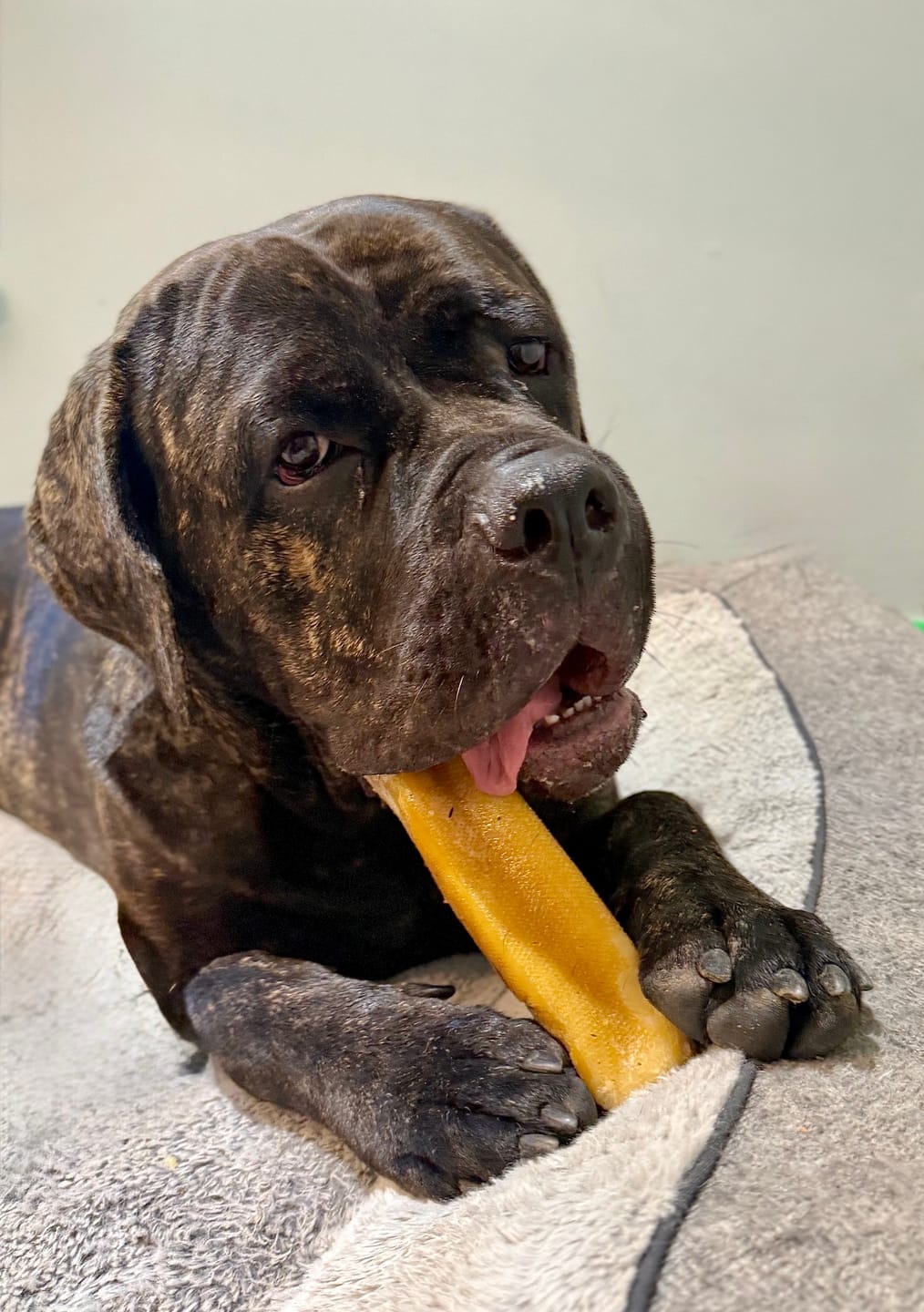 Customer photo review of Himalayan Yak Chew (MEGA)