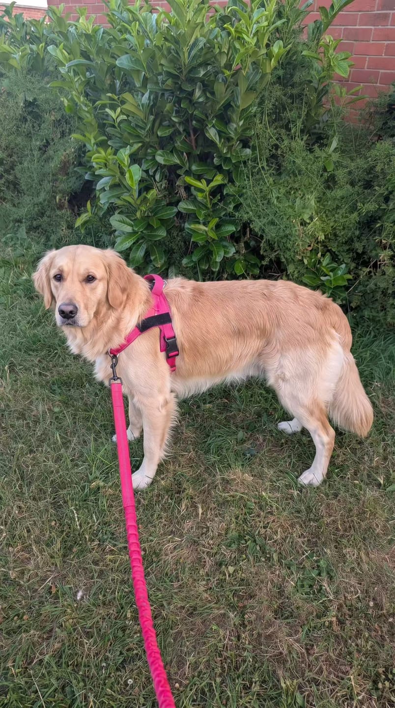 Customer photo review of Personalized No-Pull Dog Harness
