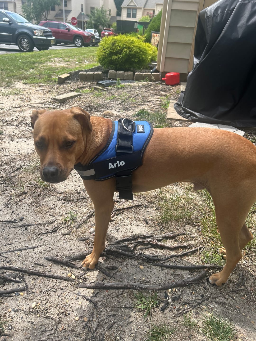 Customer photo review of Dogshood ™ Ergonomic Harness