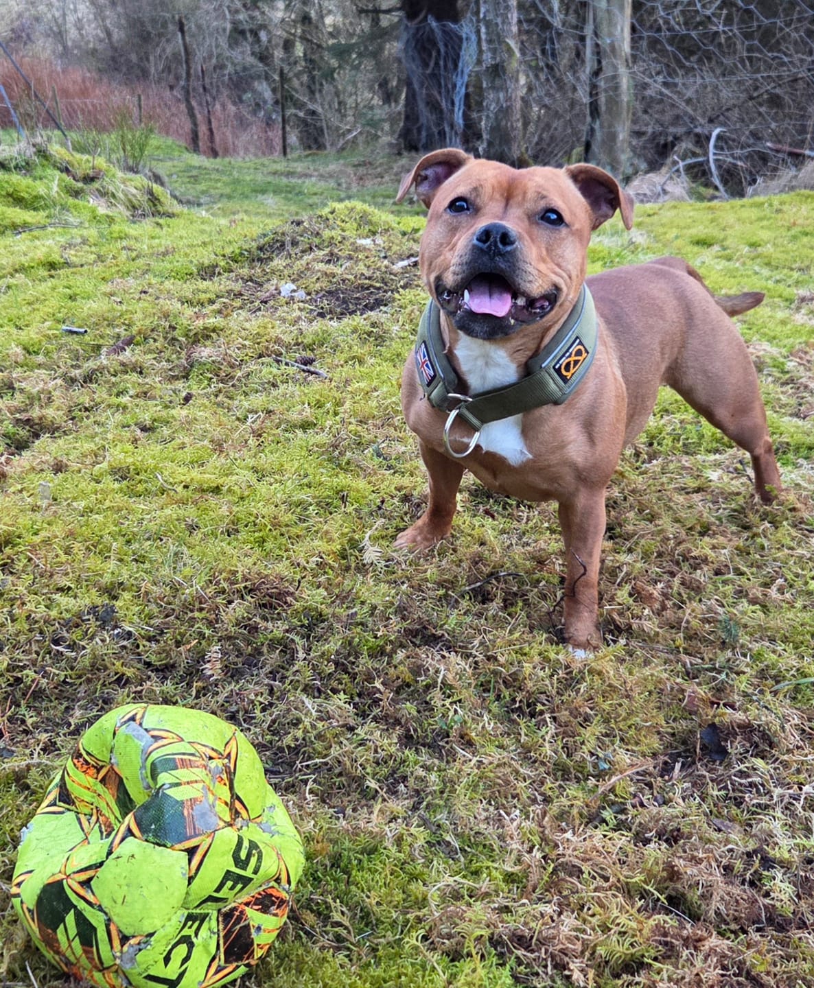 Customer photo review of Staffordshire Bull Terrier 1935® Martingale Collar - Green