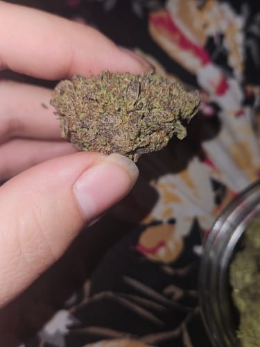 Customer's hand holding a dense Wedding Crasher cannabis bud with purple and green coloring.