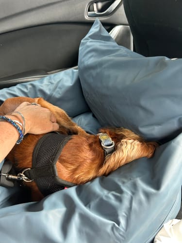Customer's spaniel resting inside a grey Dog Dock V2 mounted in a car seat with a hand petting the dog.