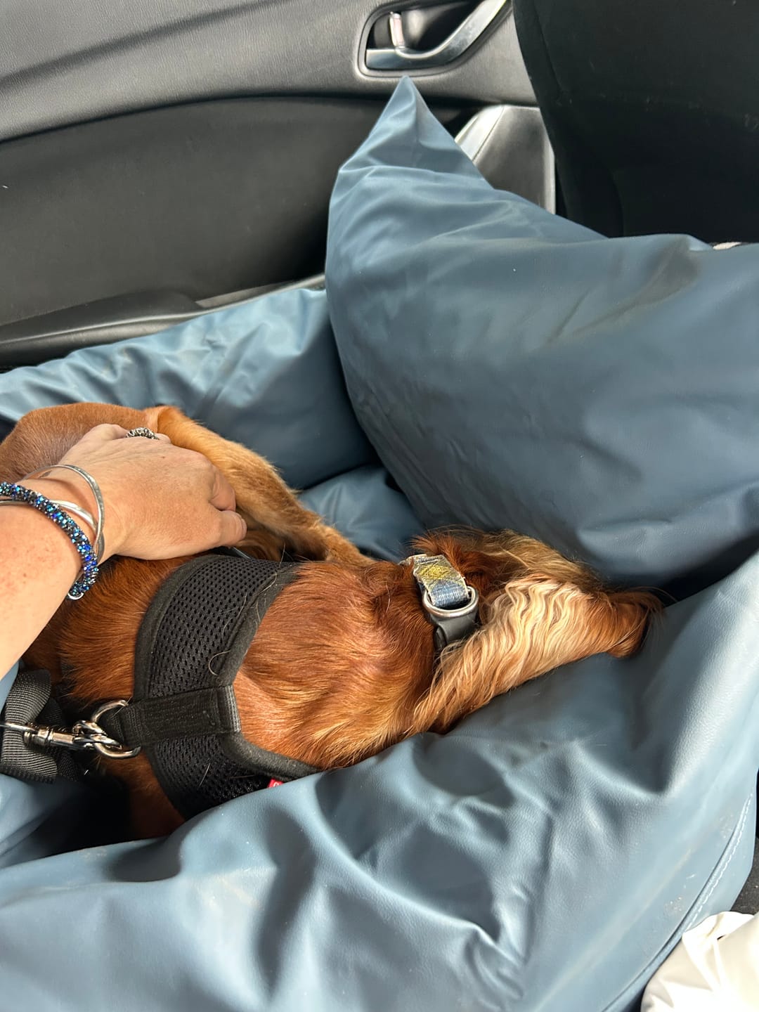 Customer photo review of Dog Dock V2 New & Improved ISO Fix