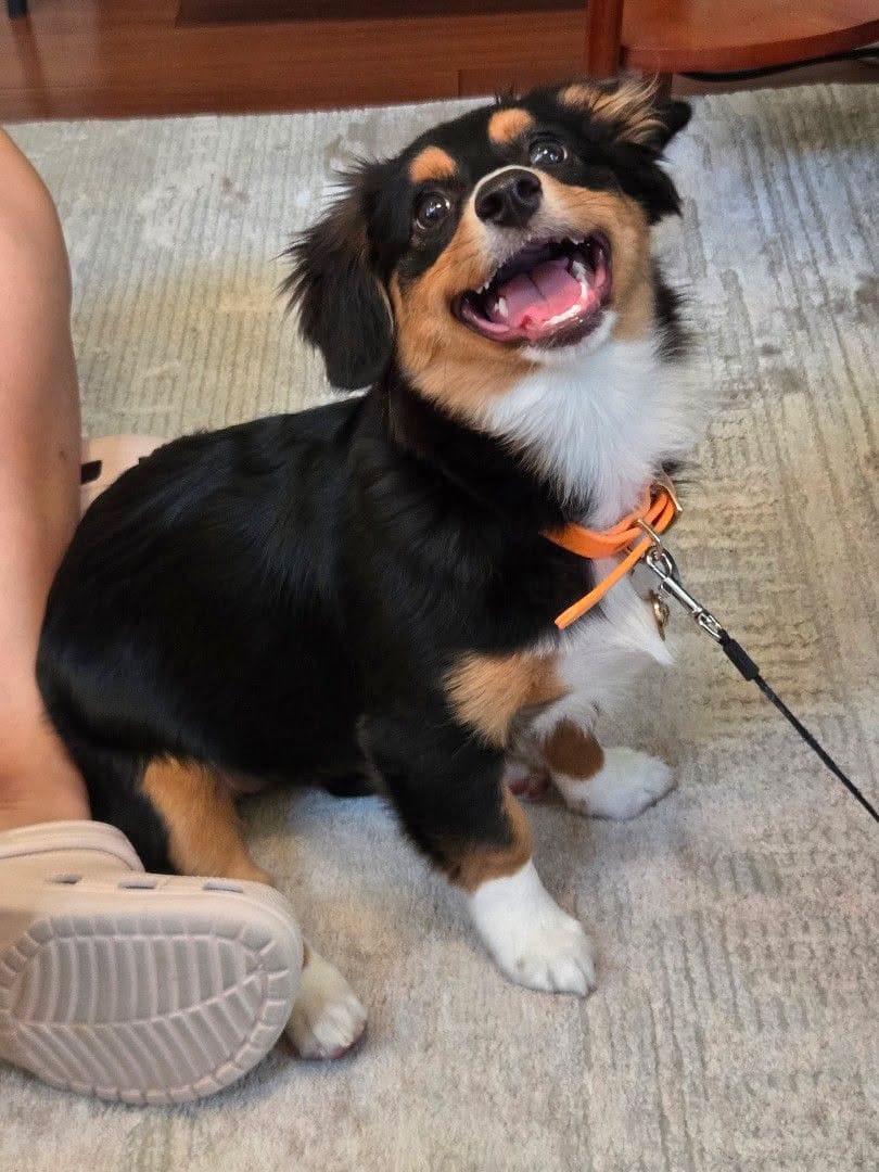 Customer photo review of Tangerine - Classic Biothane Dog Collar