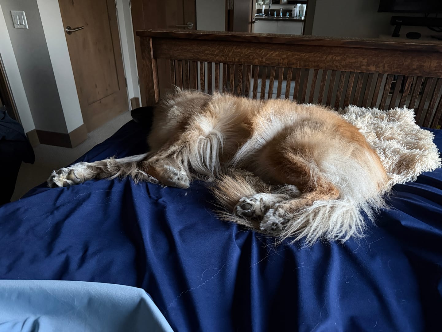 Customer photo review of Extra-Large Thin Waterproof Bed Cover for Pets & People – Reversible, Washable, Breathable | Silly Legacy®