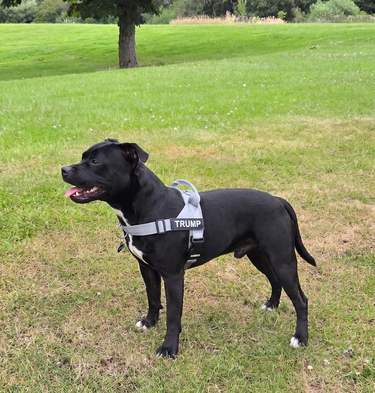 Customer photo review of Personalized No-Pull Dog Harness