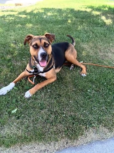 Customer dog photo