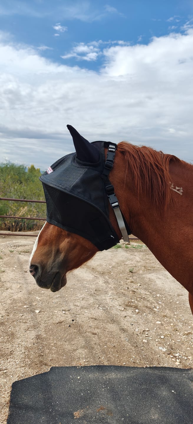 Customer photo review of Solar Vizor Fly Mask - With Ear Protection - NEW STYLE