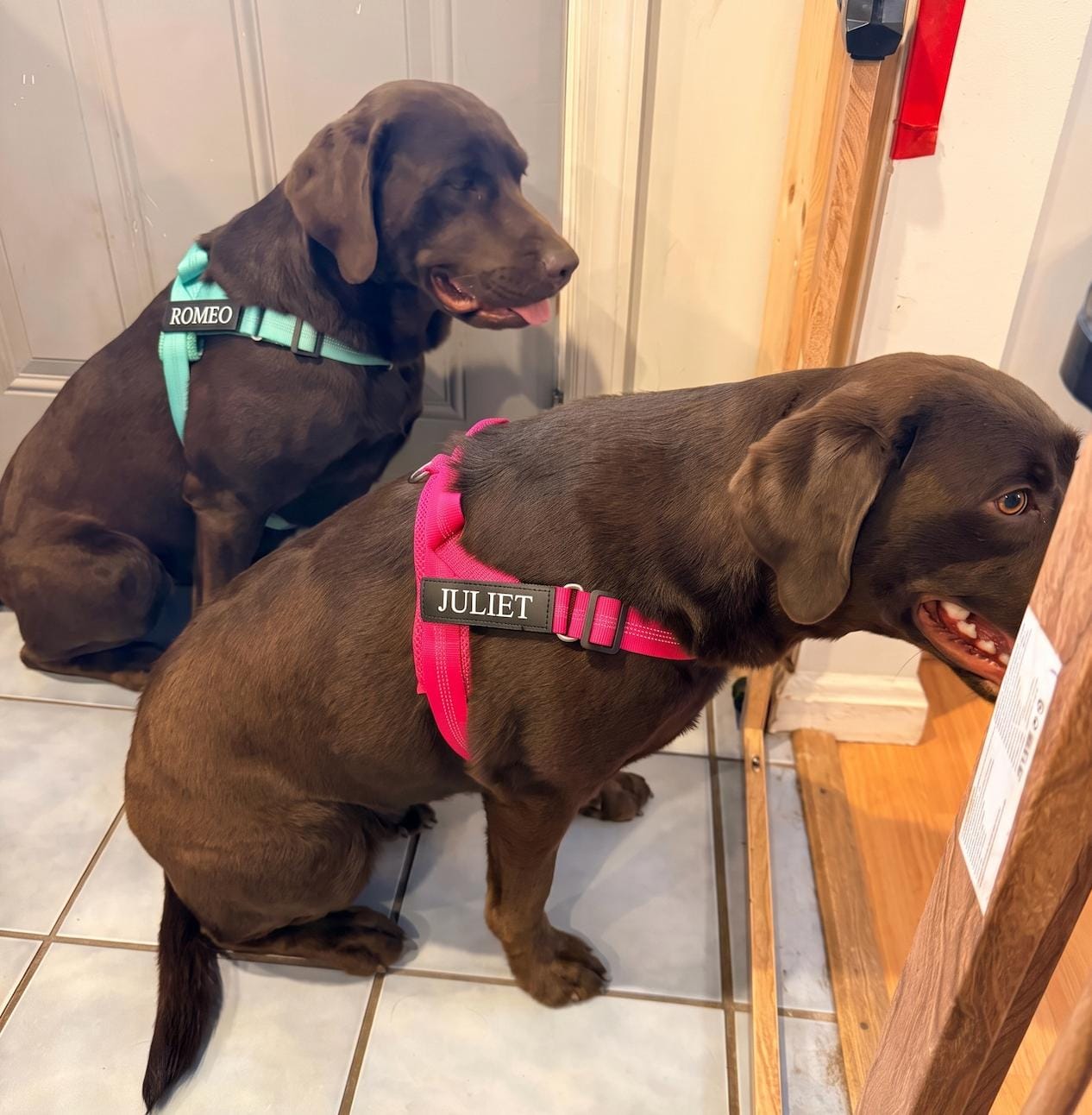Customer photo review of Personalized No-Pull Dog Harness